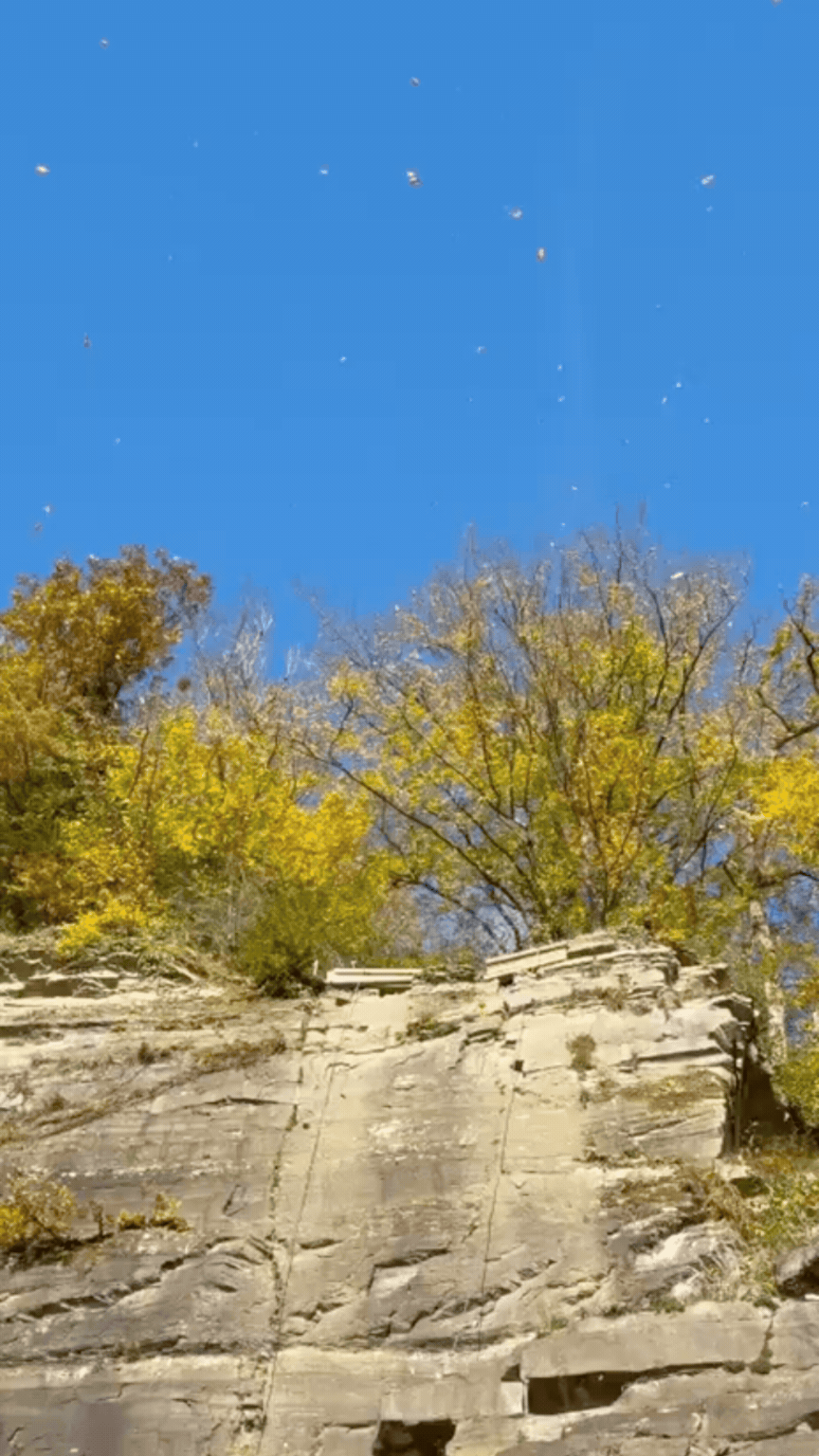 Herfstactiviteit ddb Herfstactiviteit ddb
